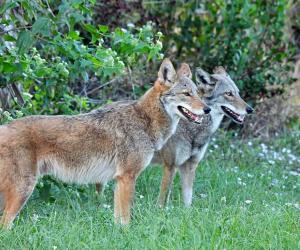 Coyotes in South Carolina: Population, Common Locations, Hunting Rules, and More