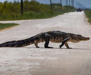 Are Alligators Smart? Everything We Know About Their Intelligence