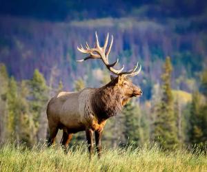 Can You See Elk in Tennessee? (And 2 Places to Find Them)