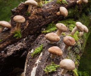 Enoki Mushrooms vs Shiitake Mushrooms