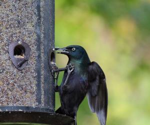 Where Do Grackles Nest?