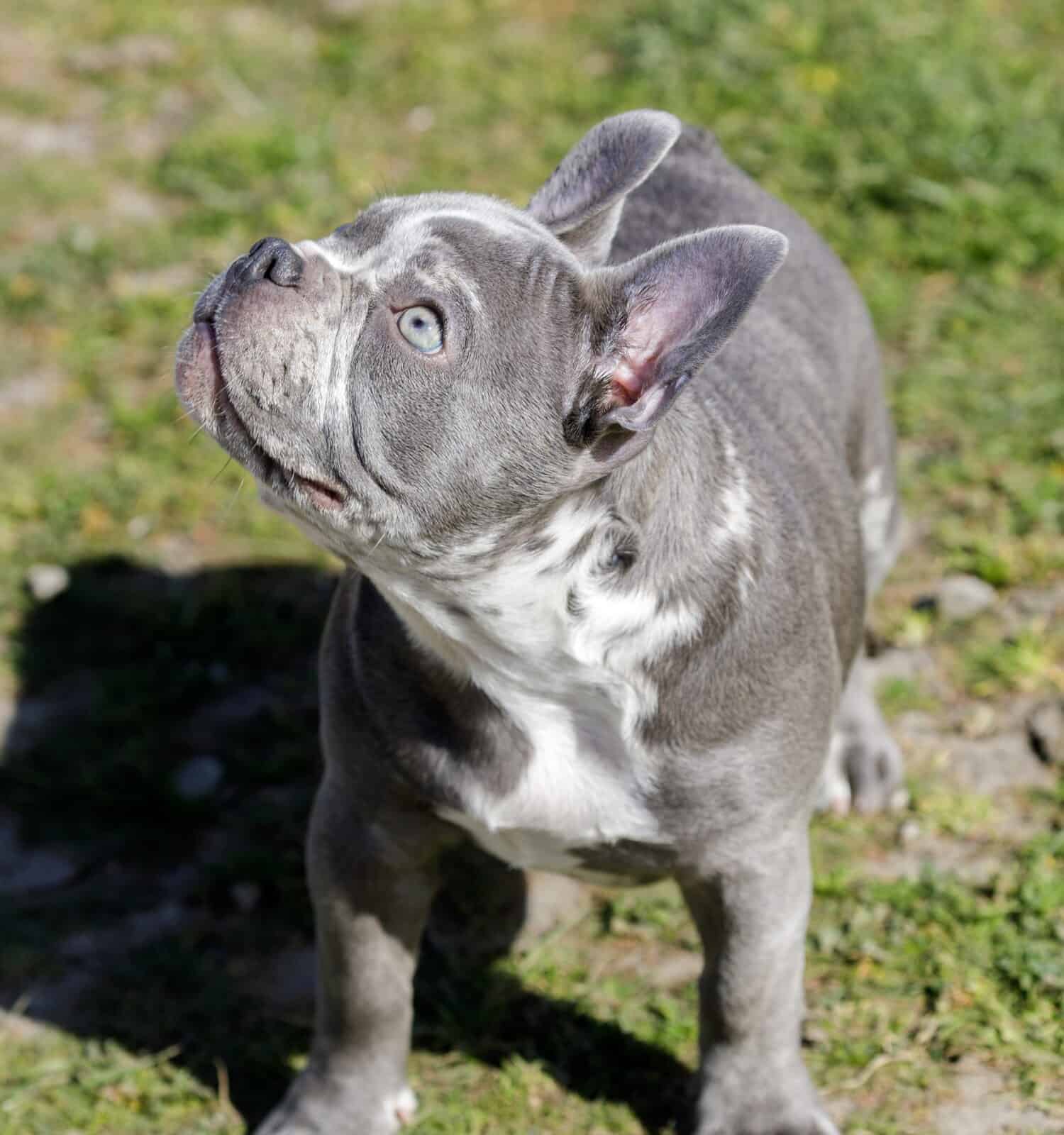 The 25 Most Popular Dogs in America in 2024