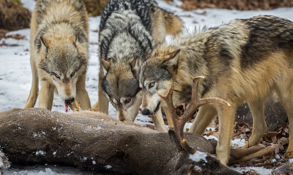 How Do Wolves Communicate?