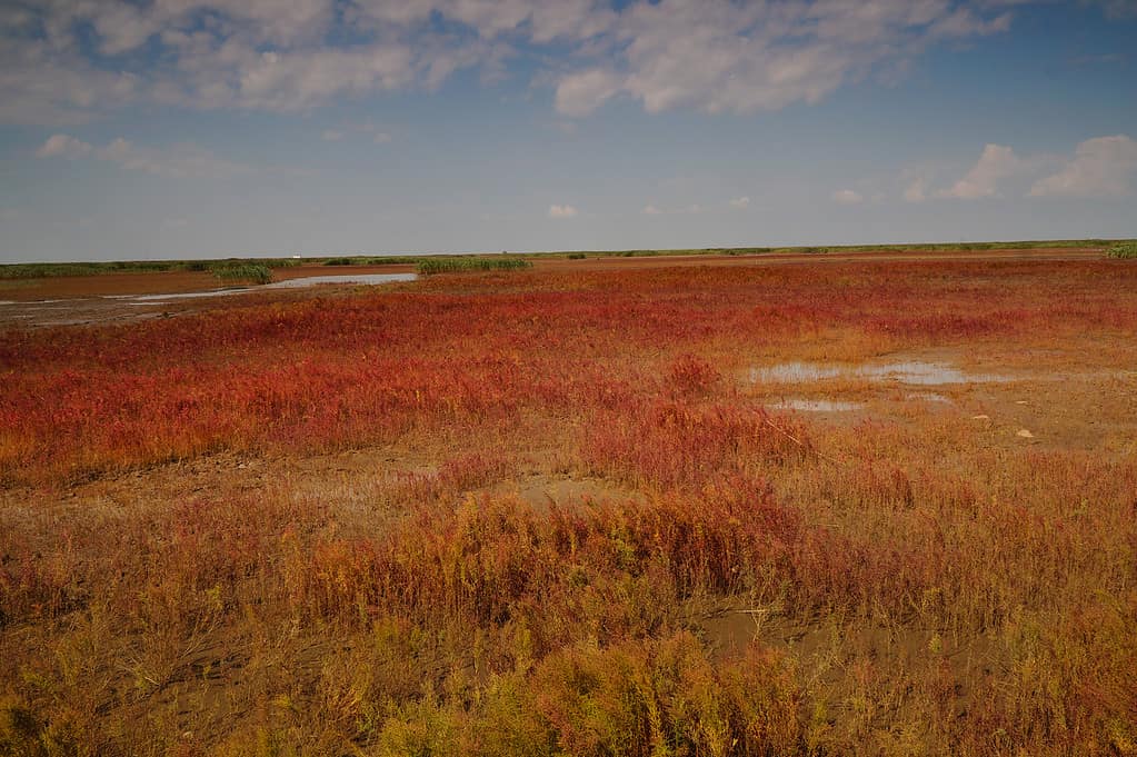 Why Is the Red Beach in China So Red?