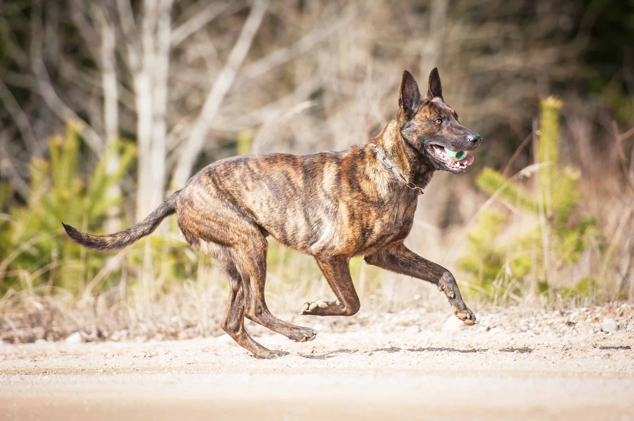 9 Dog Breeds That Are Similar to German Shepherds