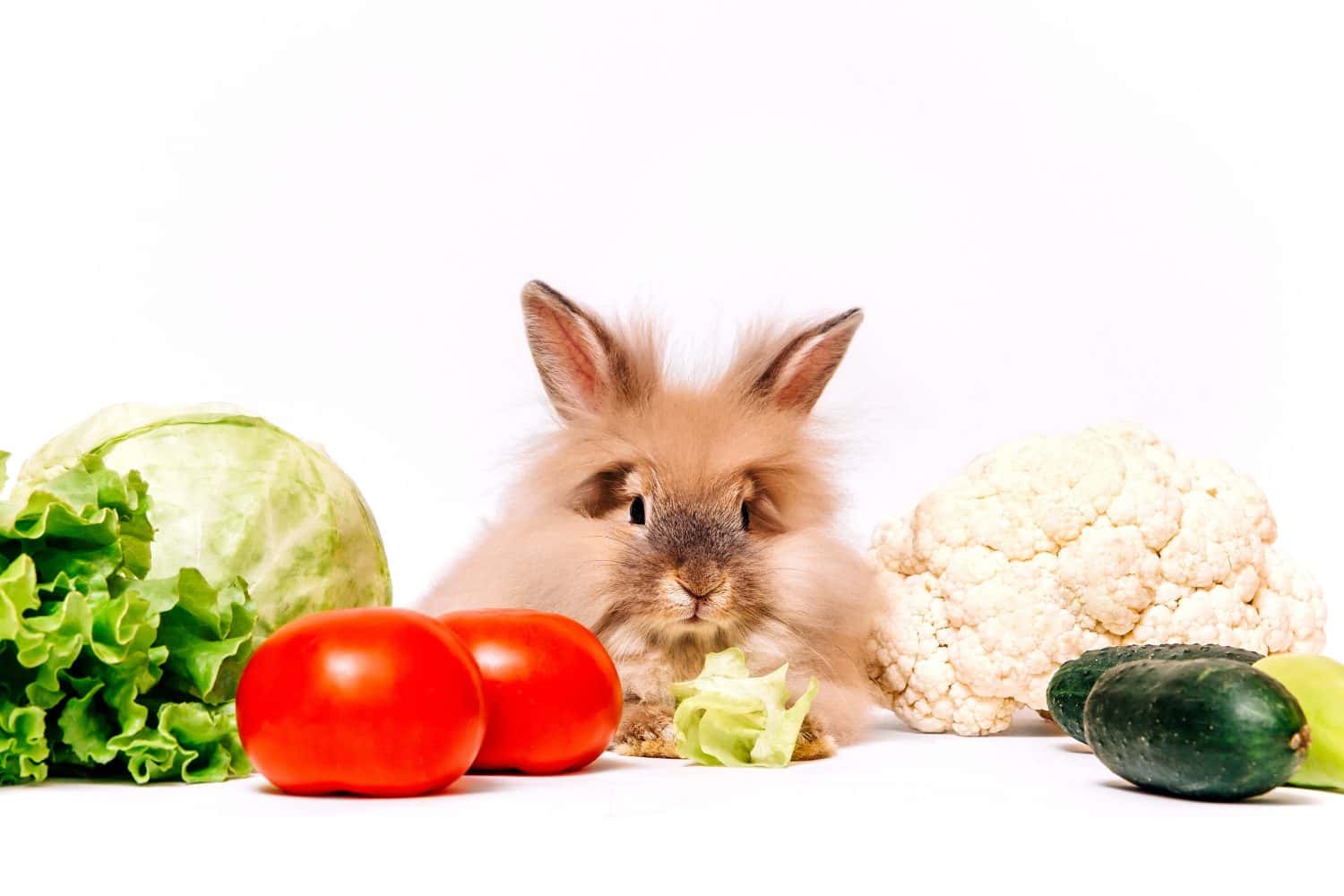 Yes, Rabbits Can Eat Cauliflower! But Follow These 5 Tips