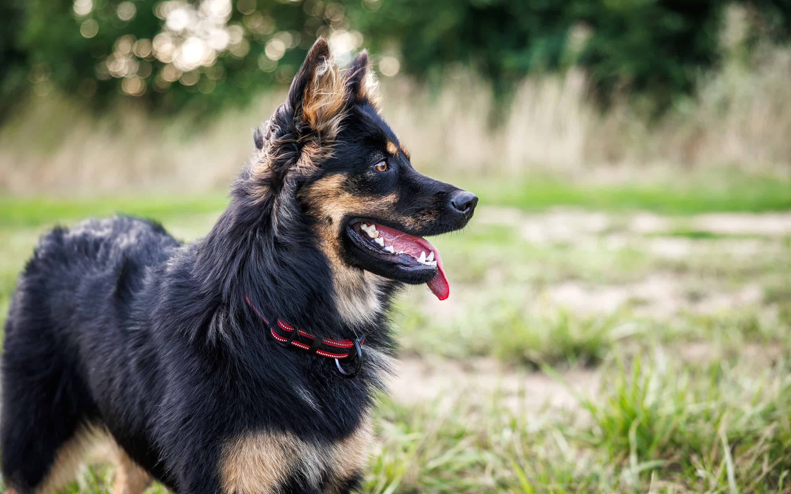 9 Dog Breeds That Are Similar to German Shepherds