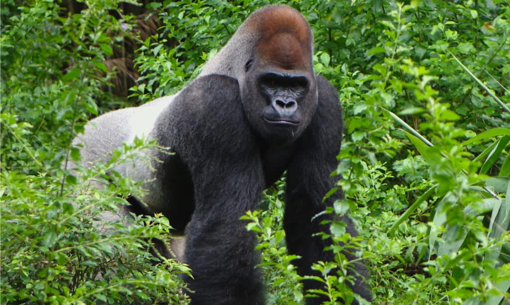 Male vs Female Gorillas: 9 Key Differences