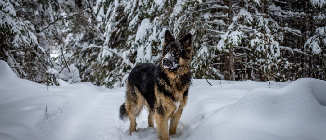 9 Dog Breeds That Are Similar to German Shepherds