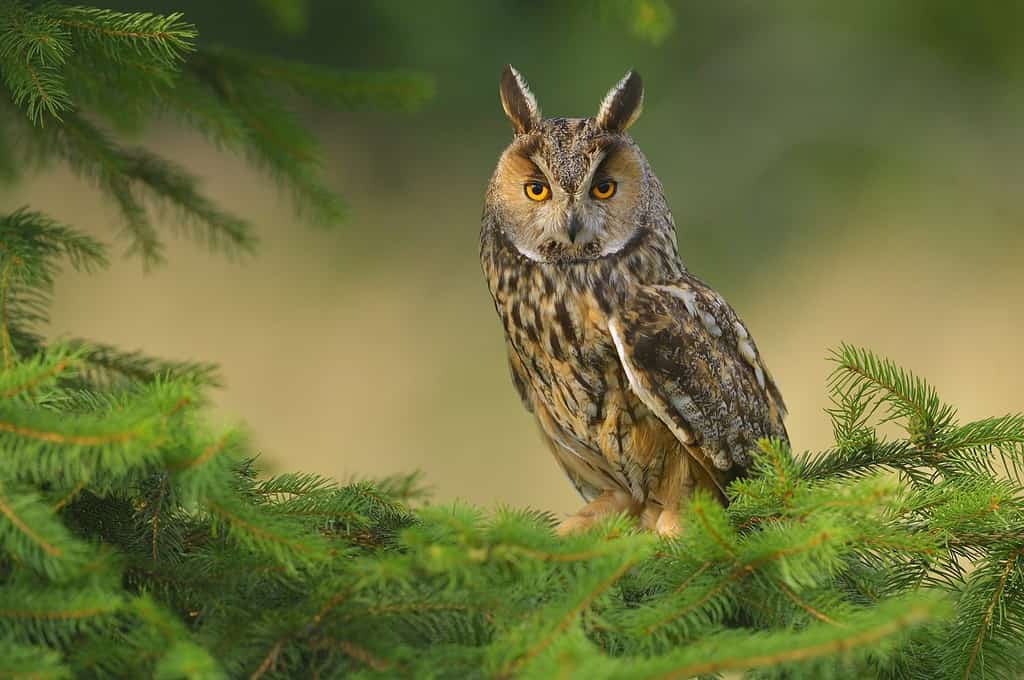 8 Types of Owls in Maryland (From Rarest to Most Common)