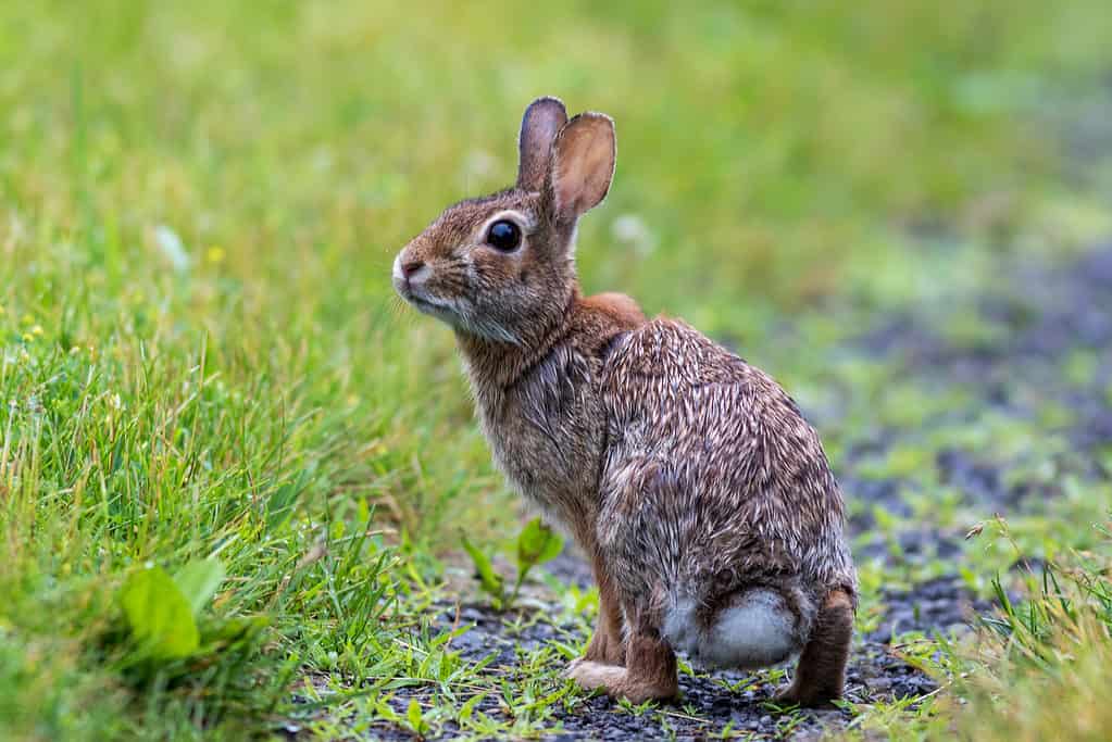 Wild Rabbits in Florida: Types and Where You're Likely to Find Them