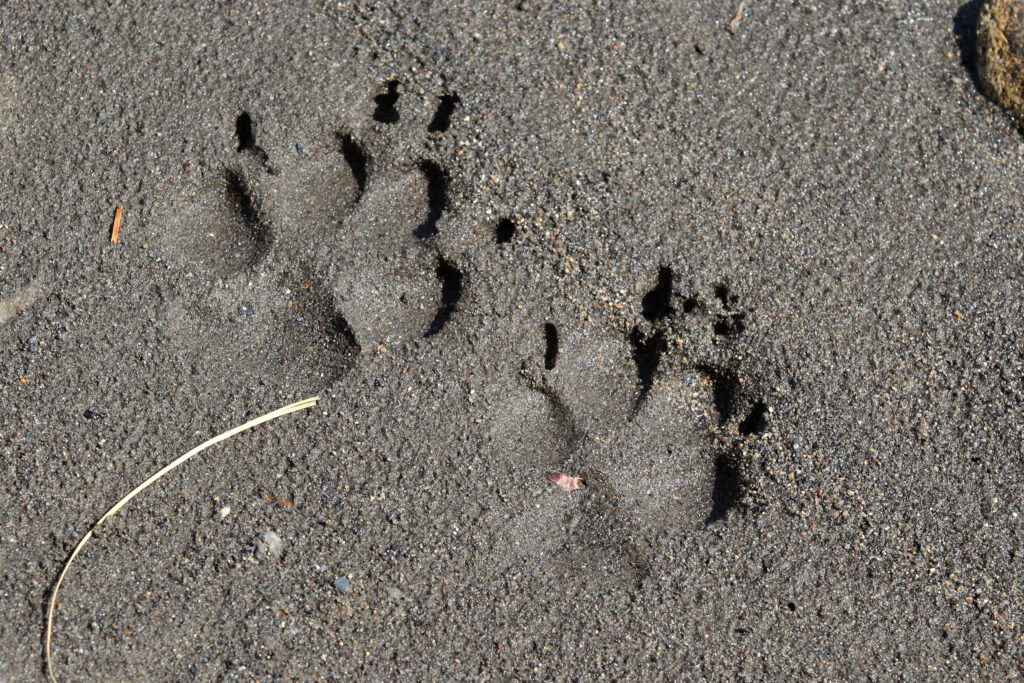 How Do Wolves Communicate?