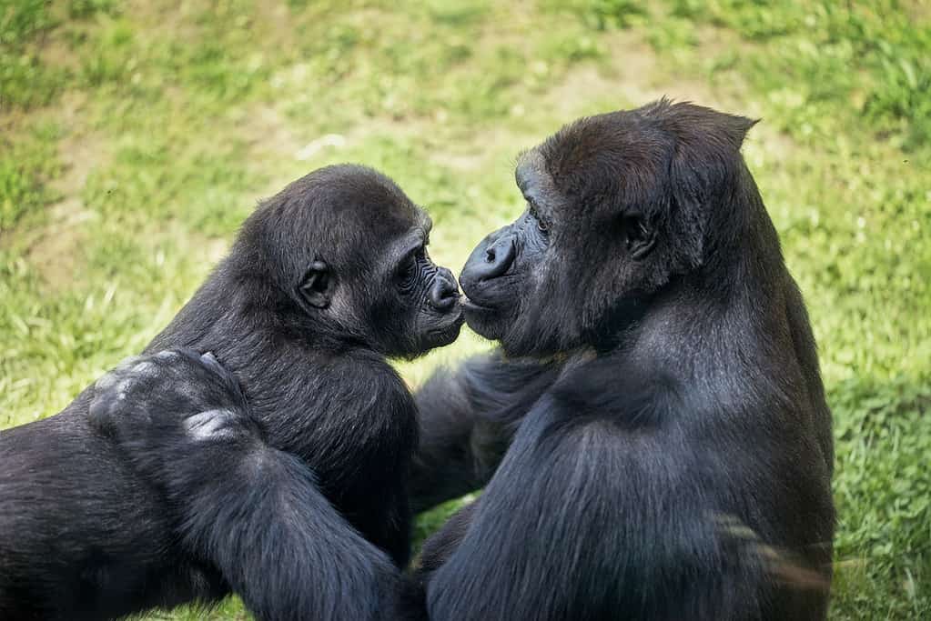 Male vs Female Gorillas: 9 Key Differences