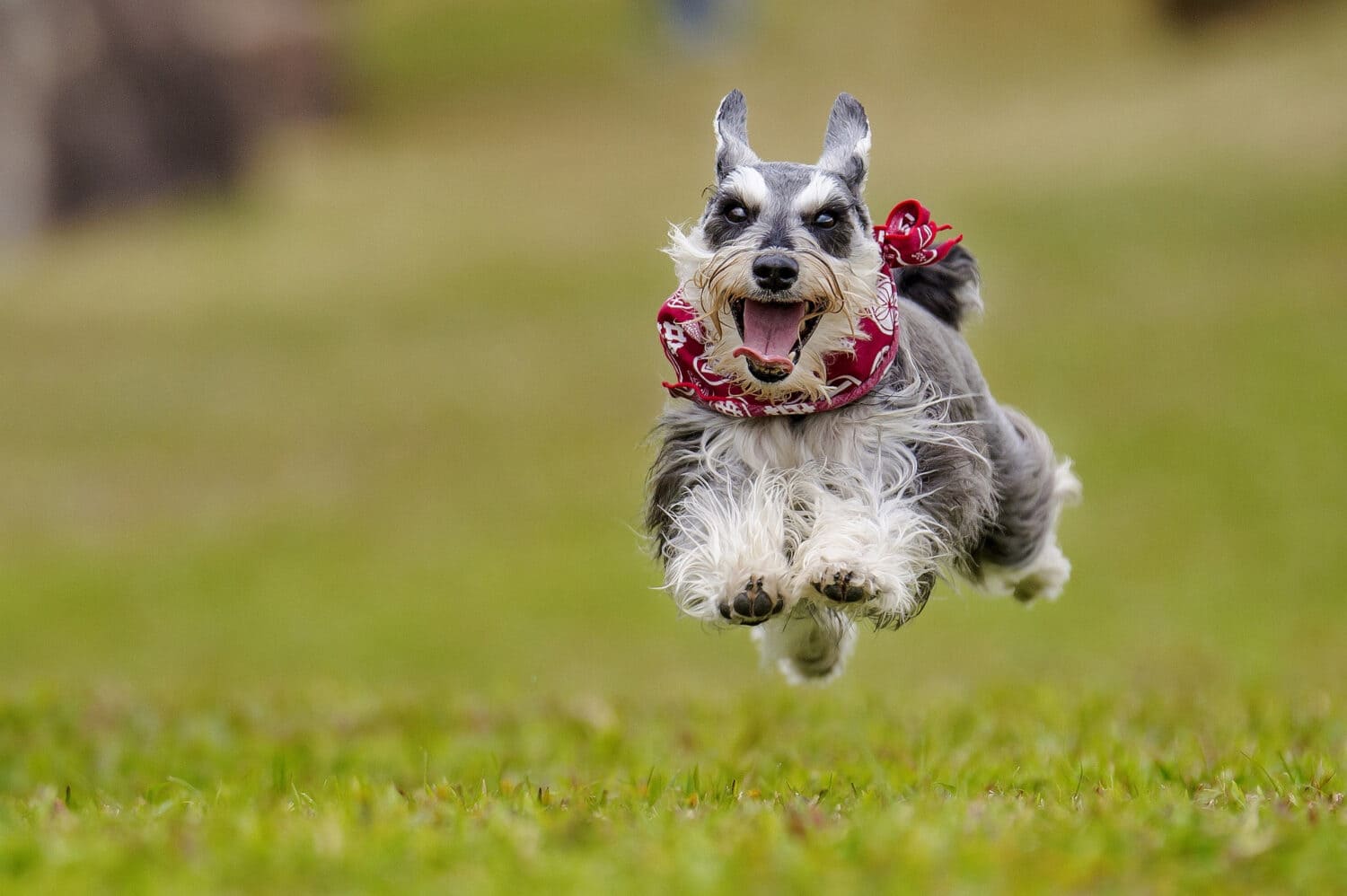 The 25 Most Popular Dogs in America in 2024