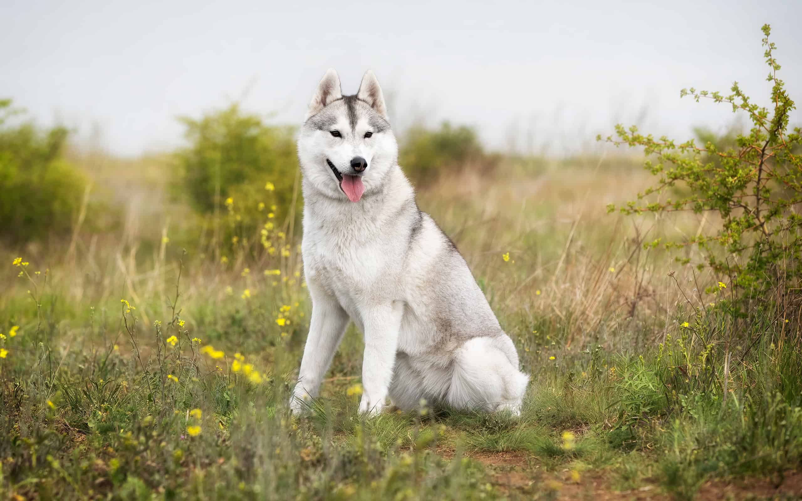 The 25 Most Popular Dogs in America in 2024