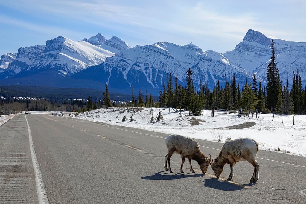 What Do Moose Eat In The Winter? 5 Common Foods