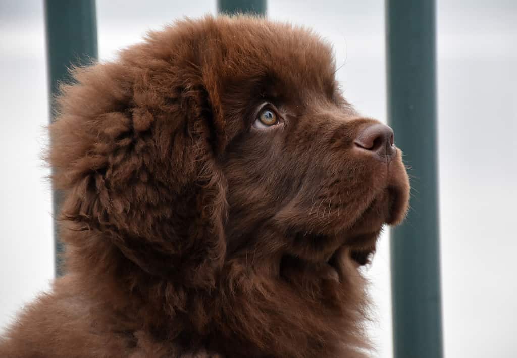 Newfoundland Puppies: Pictures, Adoption Tips, and More!