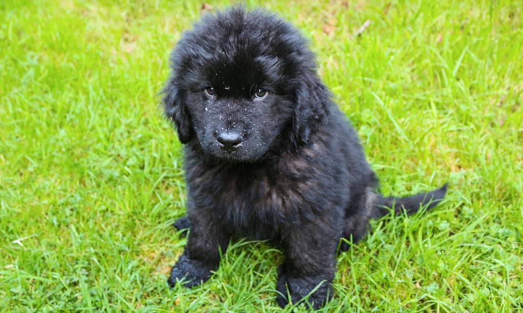 Newfoundland Puppies: Pictures, Adoption Tips, and More!