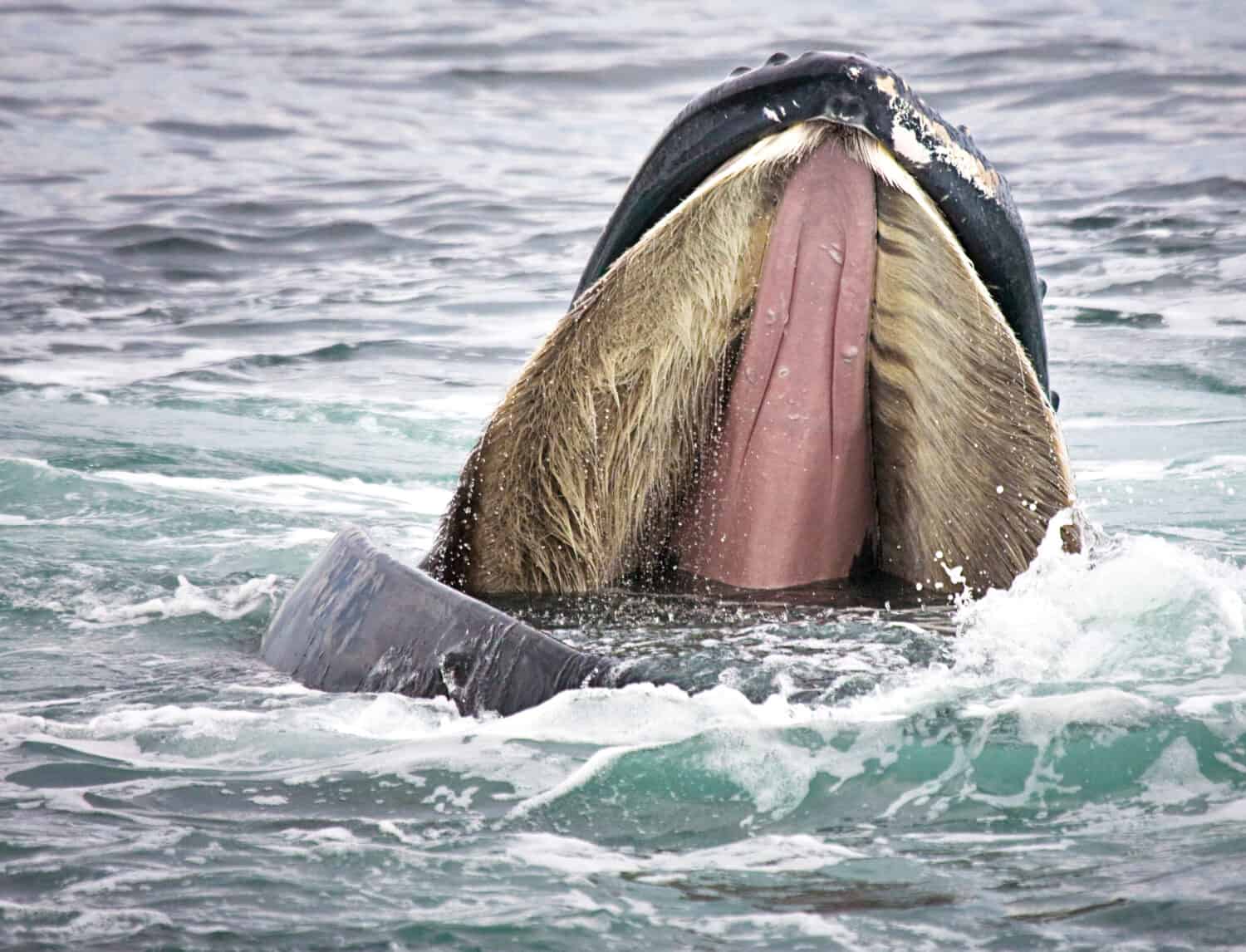 This Humpback Whale Can Swallow a Thousand Anchovies in One Gulp