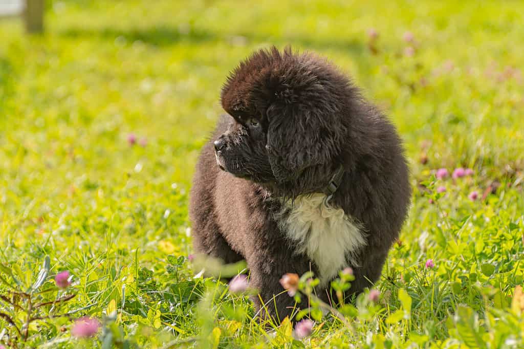 Newfoundland Puppies: Pictures, Adoption Tips, and More!