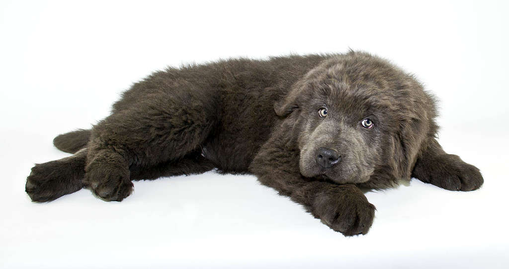 Newfoundland Puppies: Pictures, Adoption Tips, and More!