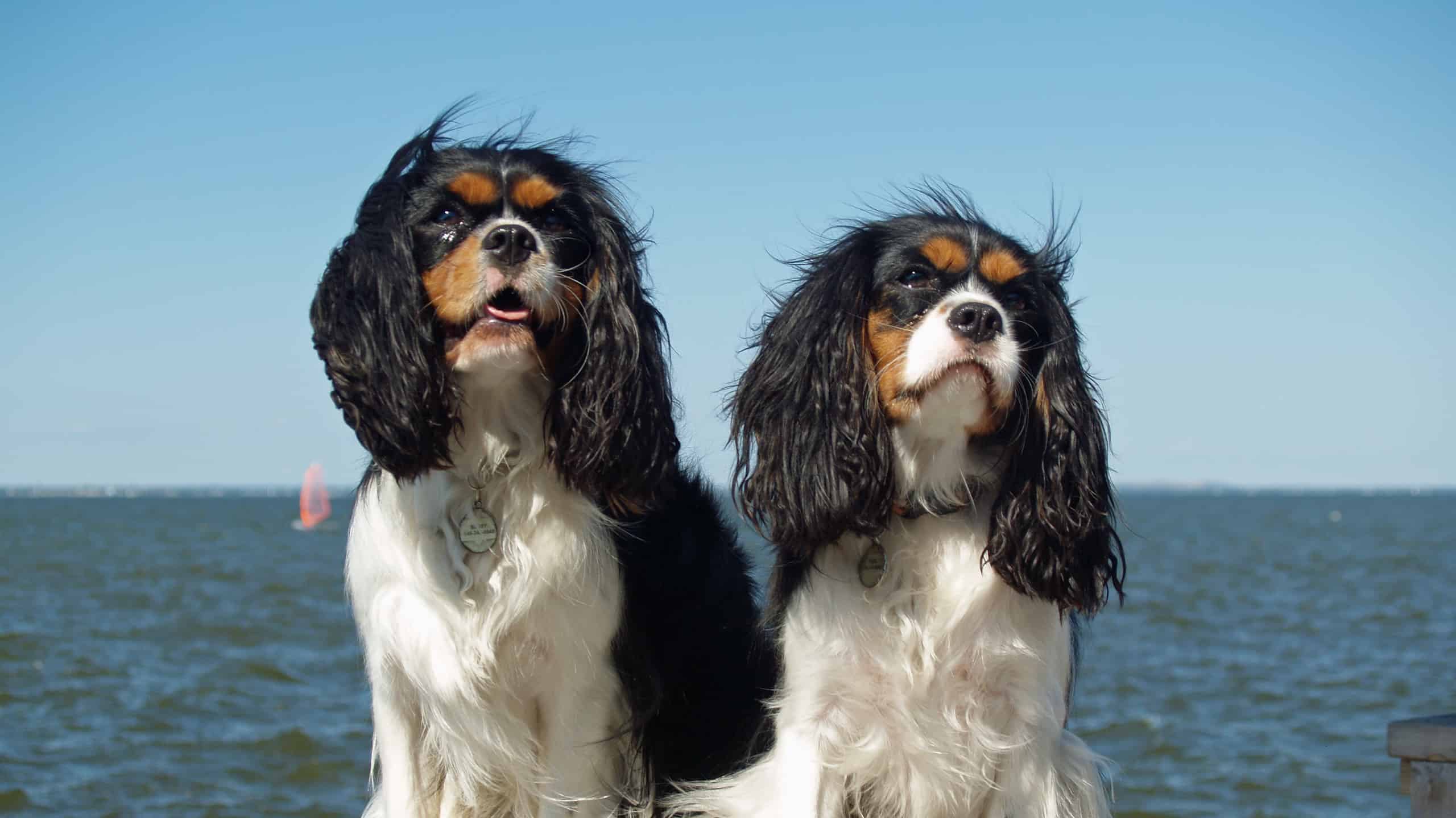 The 25 Most Popular Dogs in America in 2024