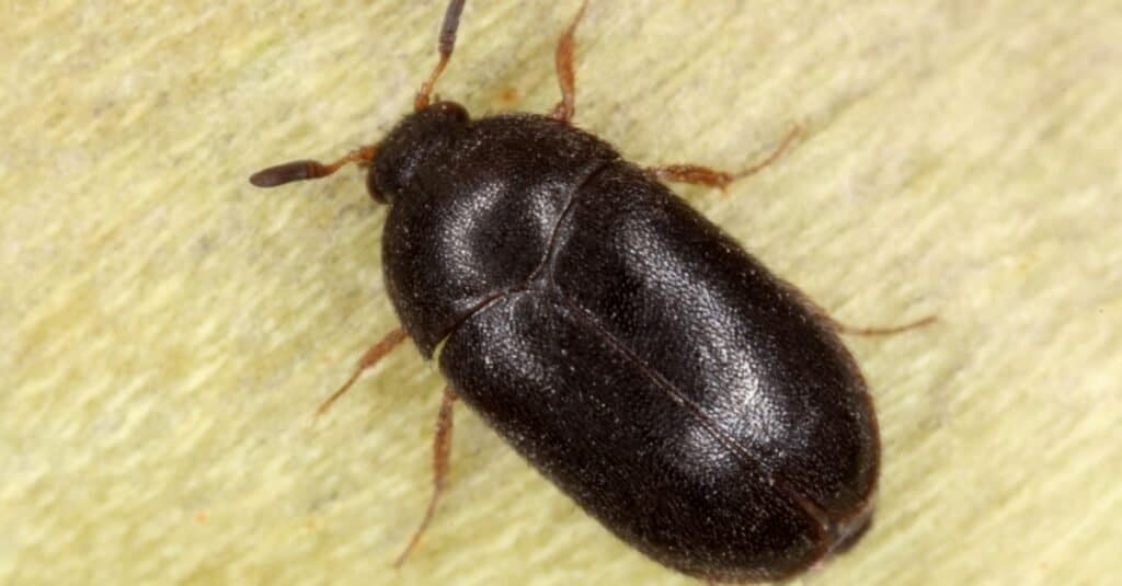 Does Baking Soda Kill Carpet Beetles? 5 Important Things to Know Before Using It