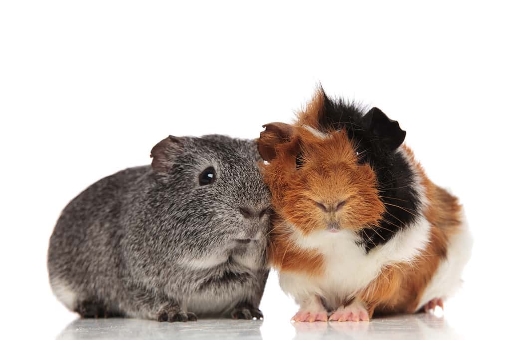 Can Guinea Pigs See in the Dark? This Is What Experts Say