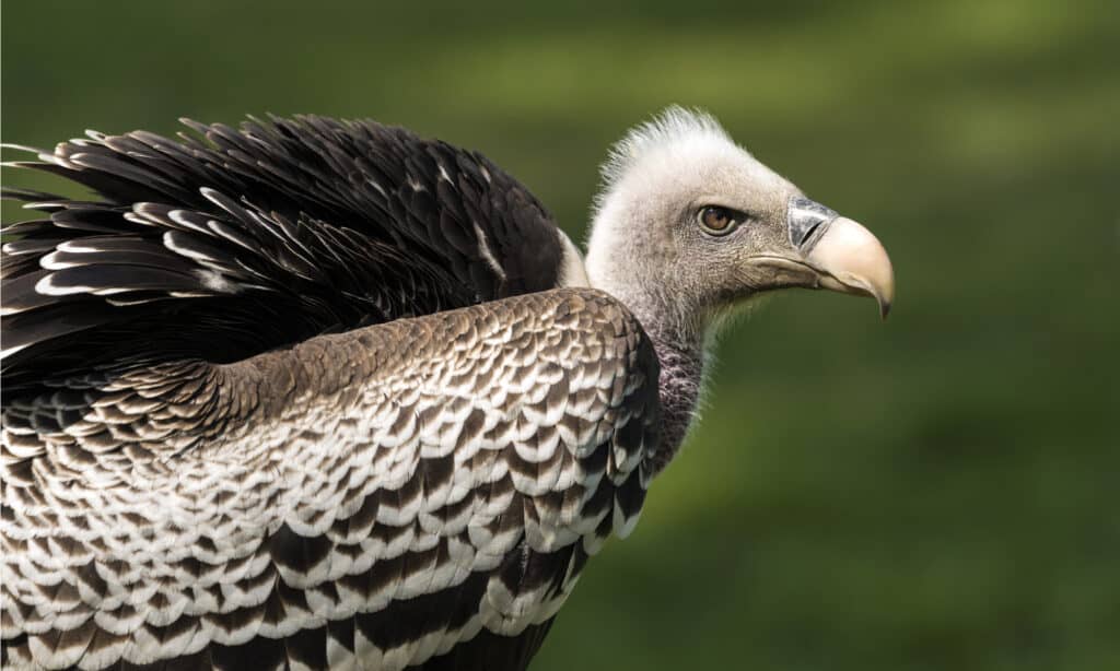 This Pack of African Wild Dogs Are So Hungry They Go After a Vulture