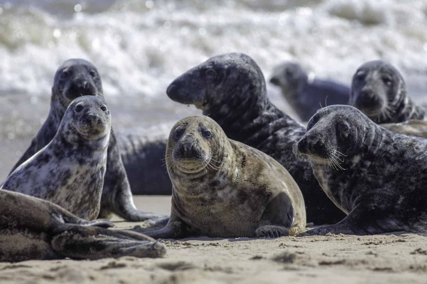 Man Runs Into a Group of Seals To Save One From Certain Death