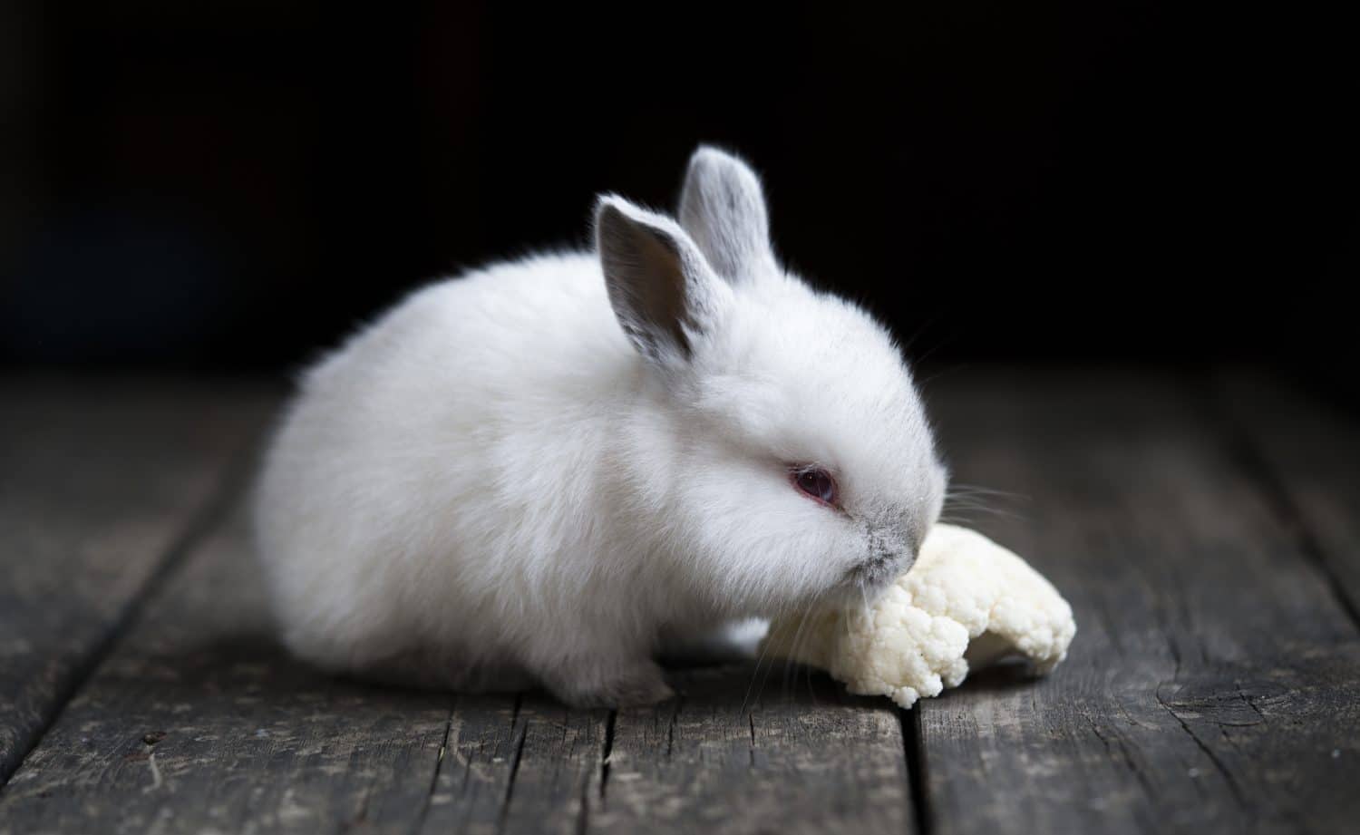 Yes, Rabbits Can Eat Cauliflower! But Follow These 5 Tips