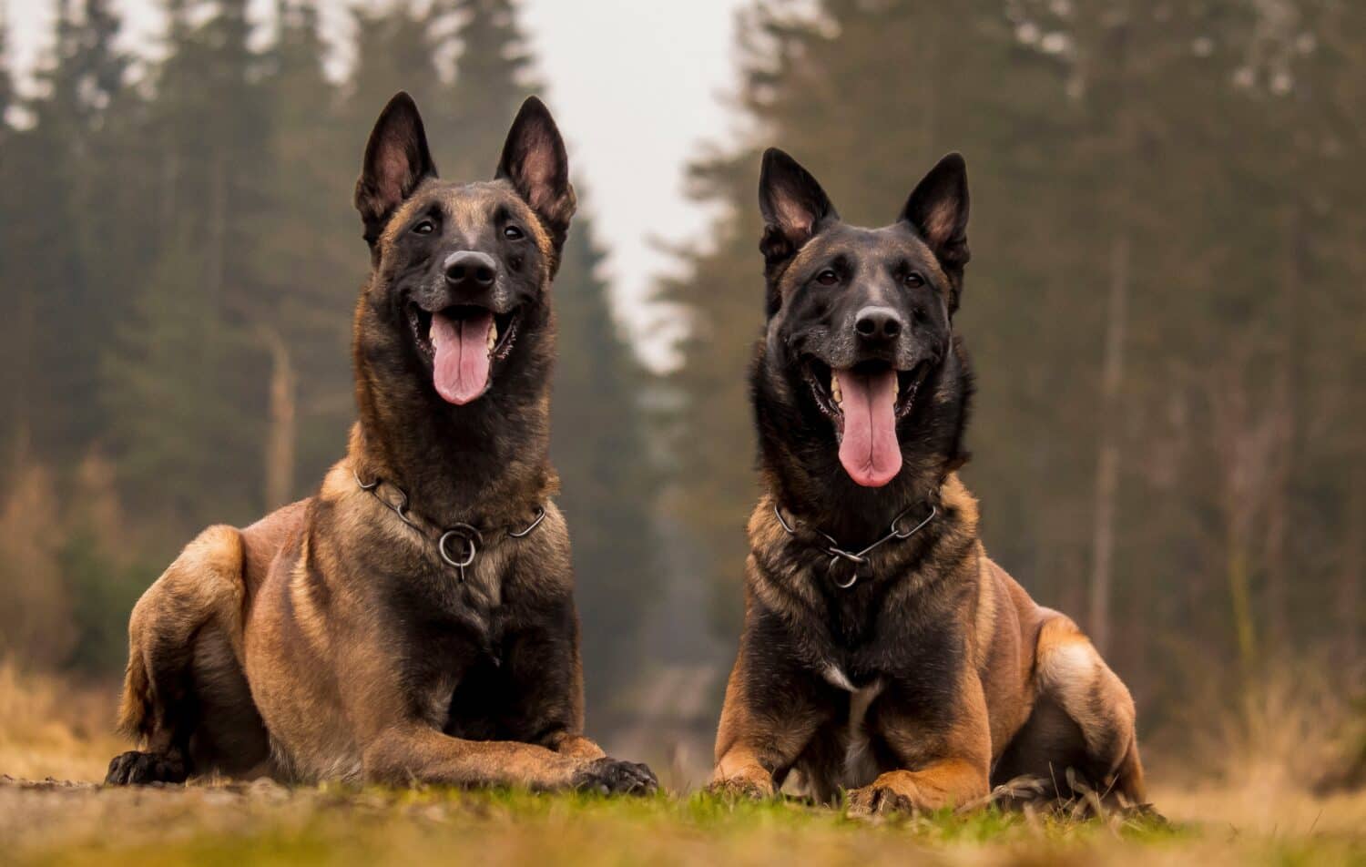 9 Dog Breeds That Are Similar to German Shepherds