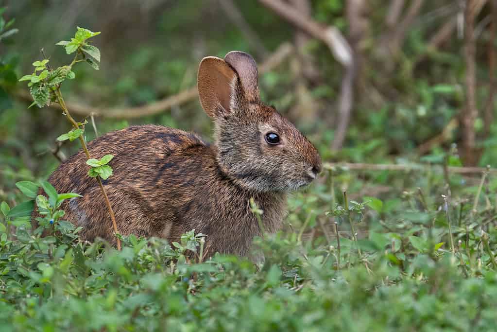 Wild Rabbits in Florida: Types and Where You're Likely to Find Them