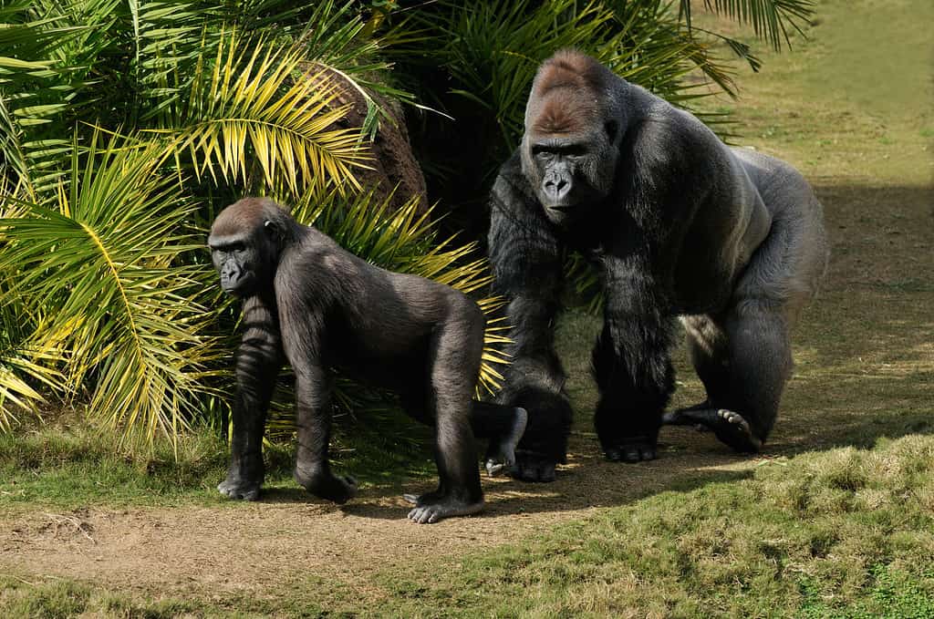 Male vs Female Gorillas: 9 Key Differences