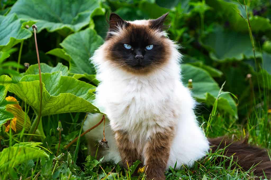 50 Cartoon Cat Names Sure to Make You Smile