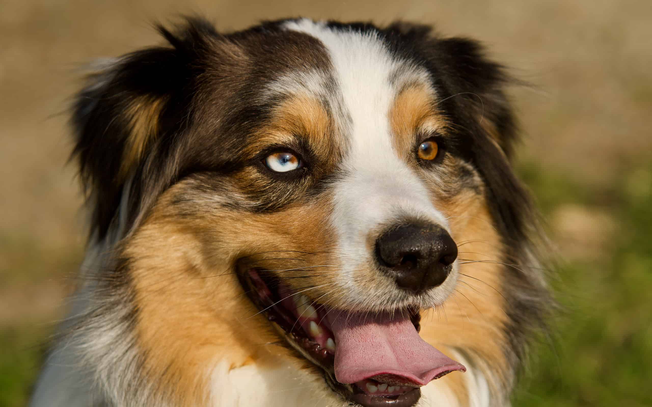 The 25 Most Popular Dogs in America in 2024