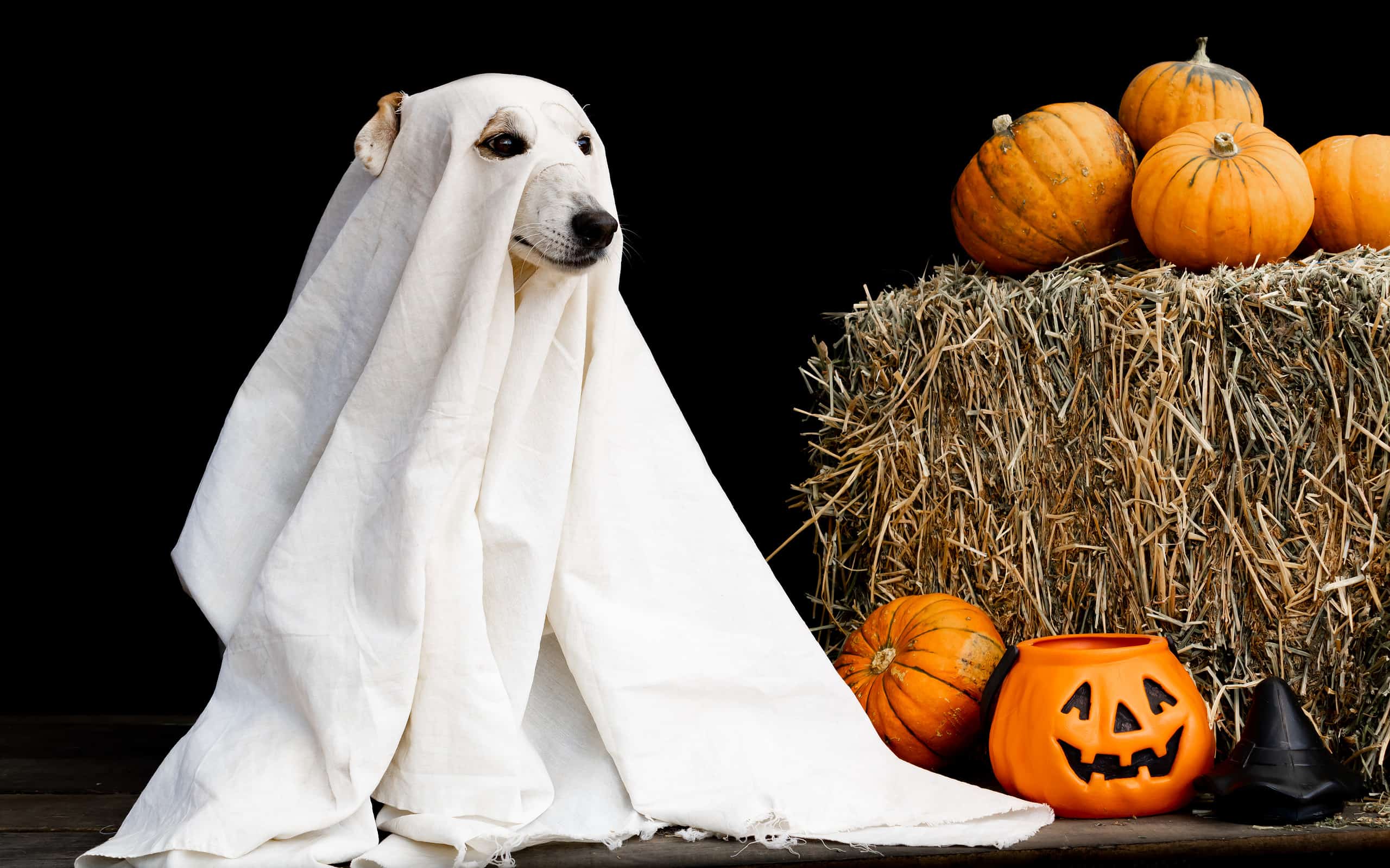 22 Countries that Celebrate Halloween in 2024