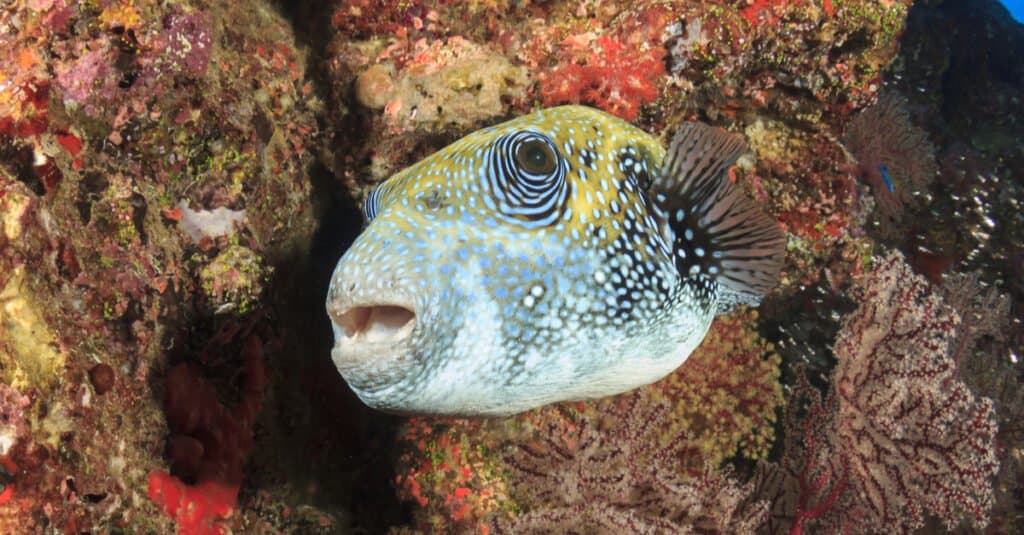 Pufferfish Prices in 2024: Purchase Cost by Type, Supplies, Food, and More!