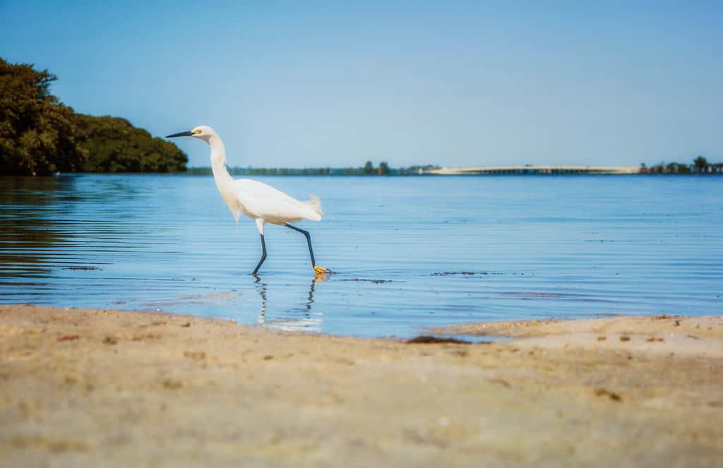 The 5 Best Florida Beaches for Families