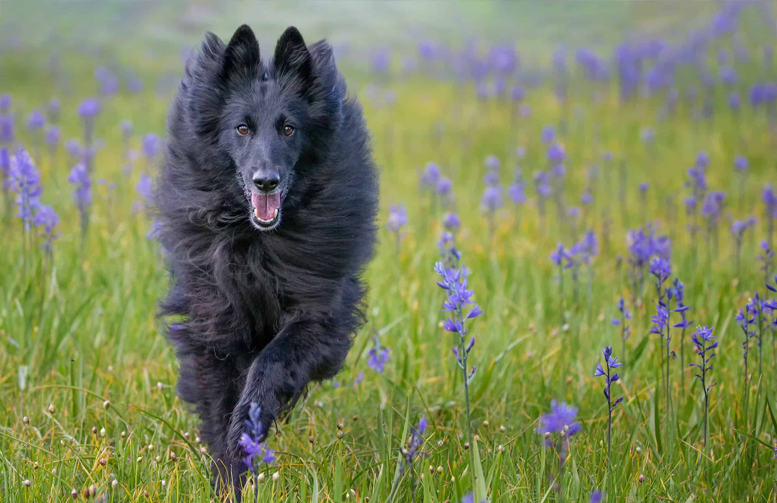 9 Dog Breeds That Are Similar to German Shepherds