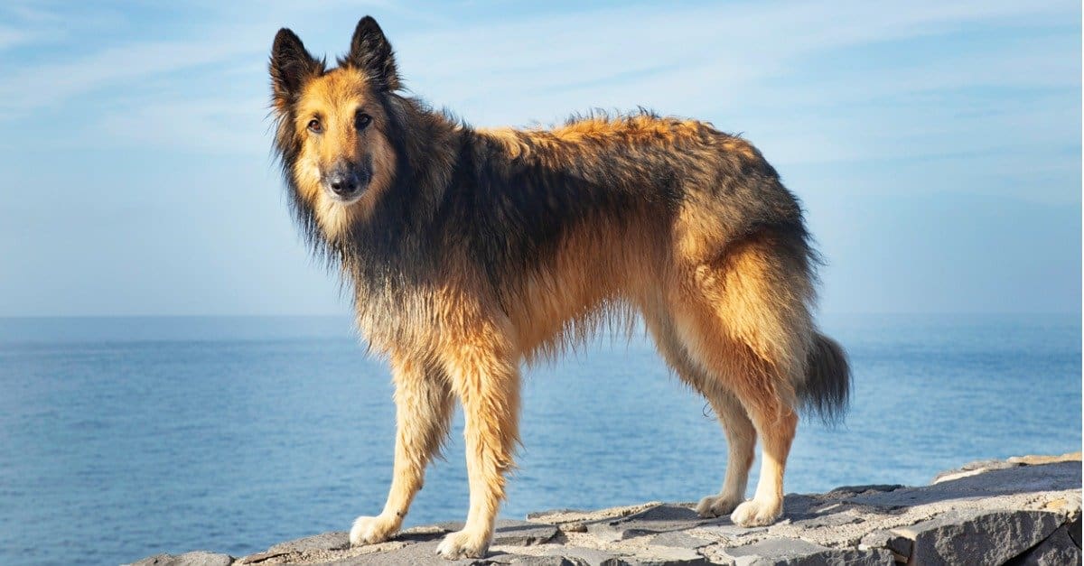 9 Dog Breeds That Are Similar to German Shepherds