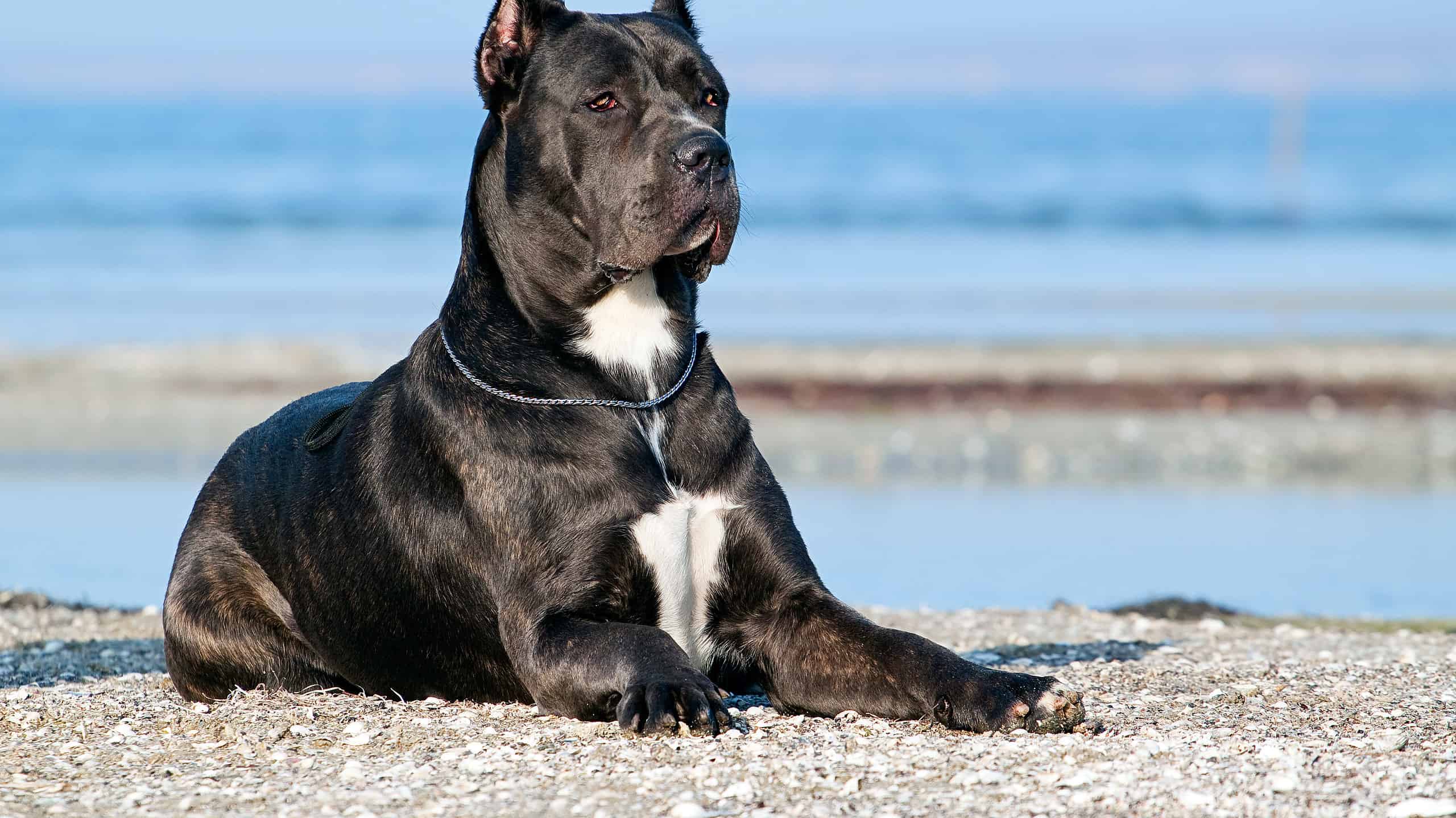 The 25 Most Popular Dogs in America in 2024