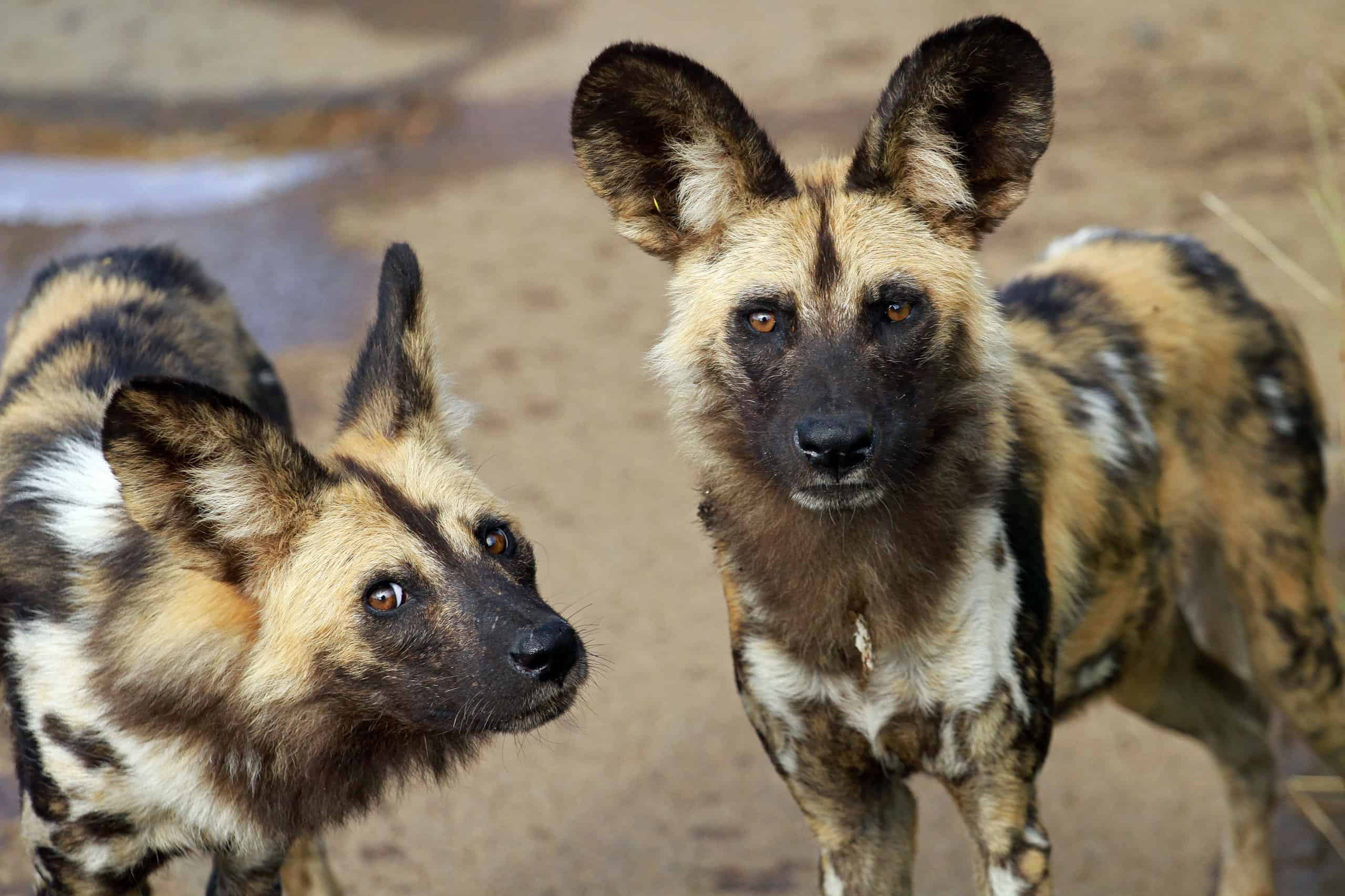 This Pack of African Wild Dogs Are So Hungry They Go After a Vulture