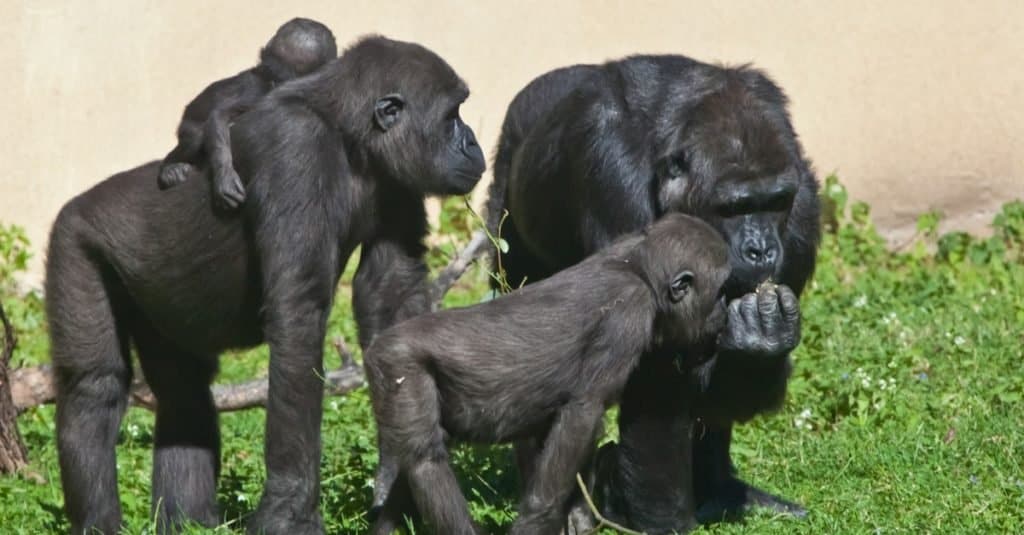 Male vs Female Gorillas: 9 Key Differences