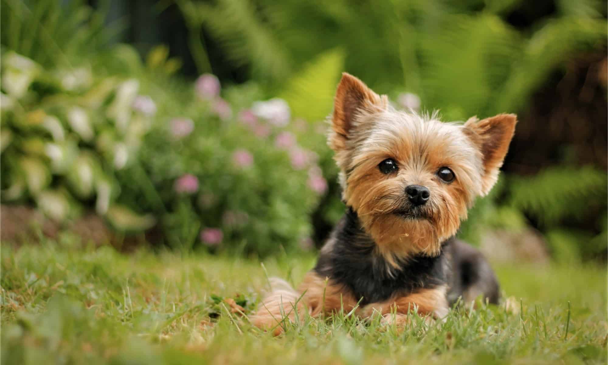 The 25 Most Popular Dogs in America in 2024