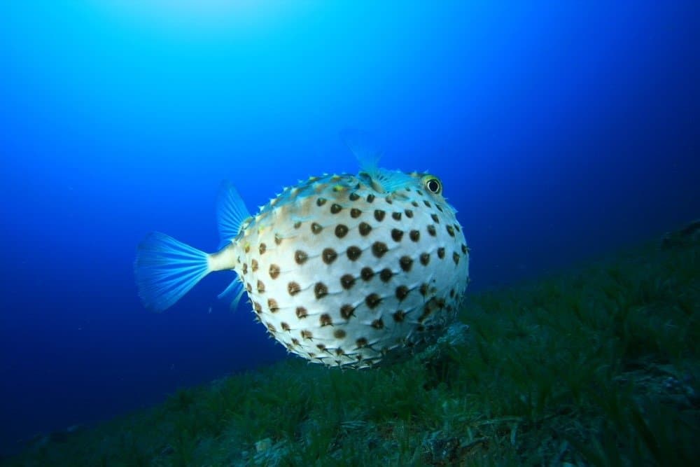 Pufferfish Prices in 2024: Purchase Cost by Type, Supplies, Food, and More!