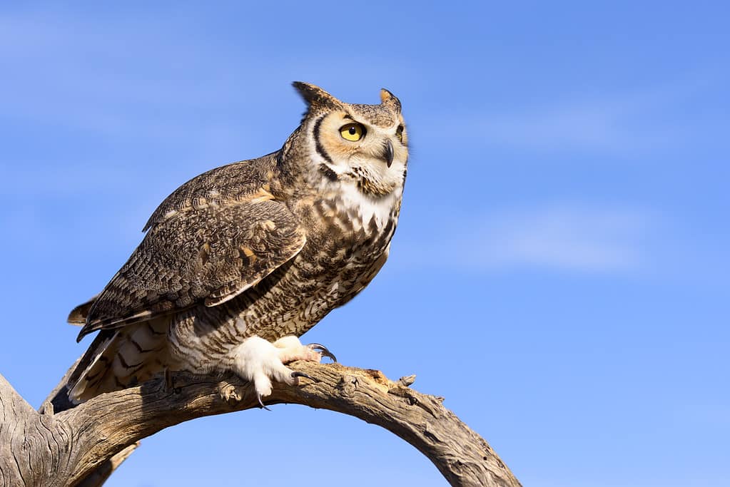 8 Types of Owls in Maryland (From Rarest to Most Common)