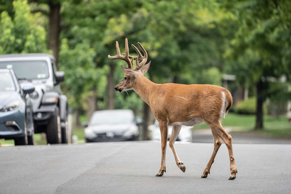 A Herd of Deer Invade This Man's Garage Looking for Food