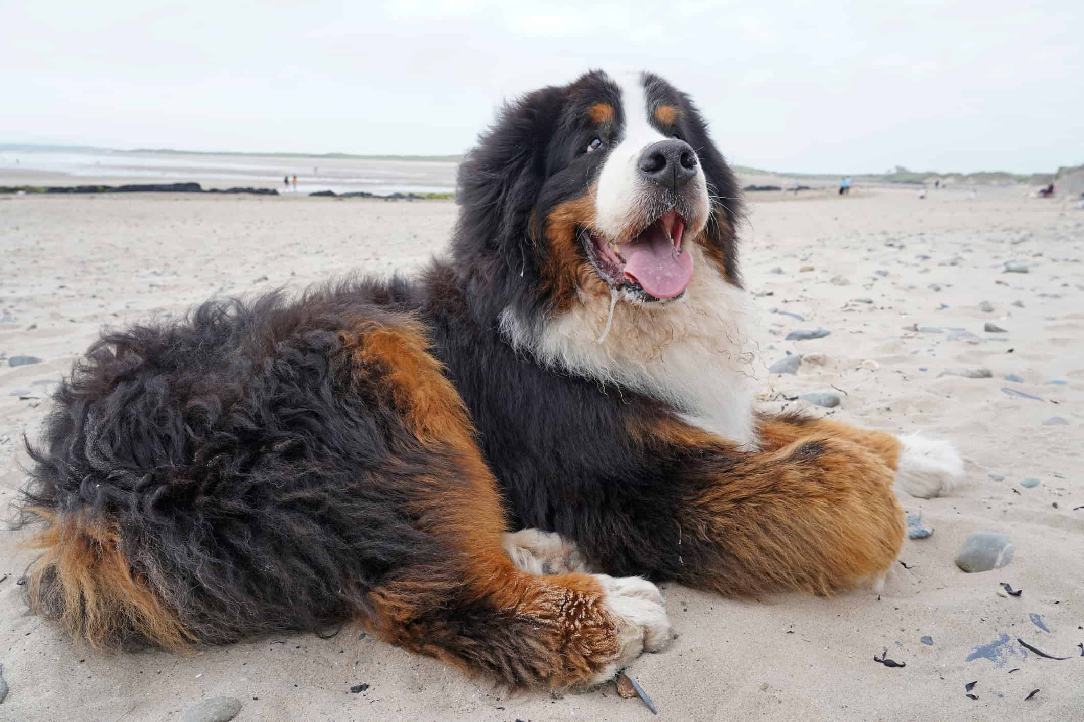 The 25 Most Popular Dogs in America in 2024