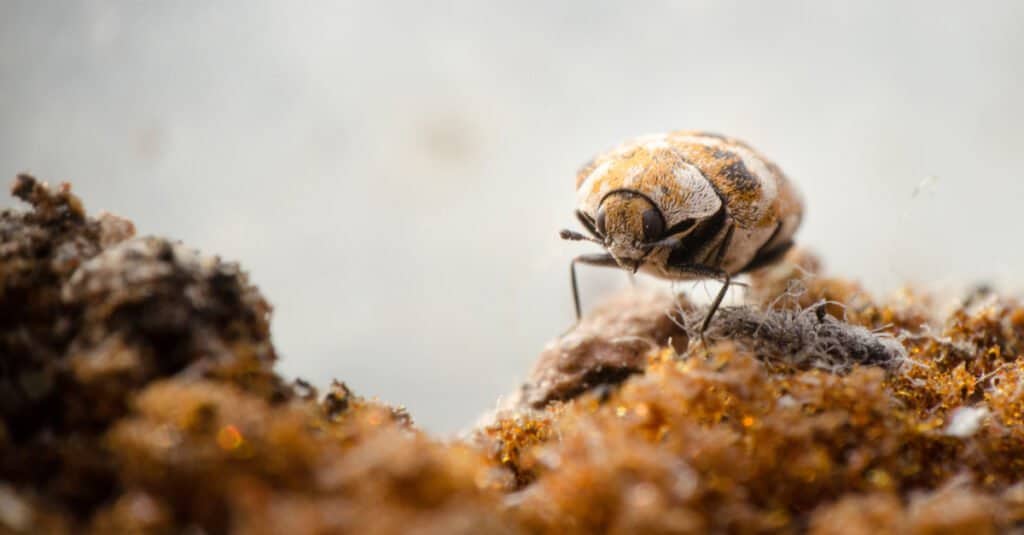 Does Baking Soda Kill Carpet Beetles? 5 Important Things to Know Before Using It